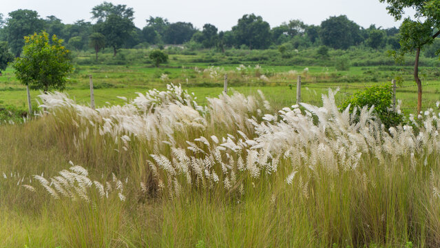 Beautiful white kash or kans grass flower, Saccharum spontaneum, during durga puja festival