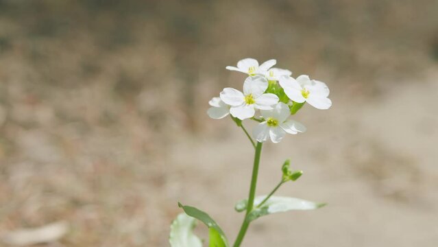 White flower alyssum or lobularia maritima. Arabis alpina caucasica white flowers. Pan.