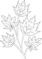 Autumn fall coloring page vector sketch hand drawn black and white leaf collection, pencil art beautiful leaf  branch isolated image on white background. 