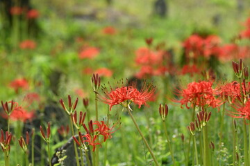 飯田市の彼岸花