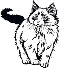 Ragdoll Cat, Peeking kitten - Cheerful kitty isolated on white - vector stock