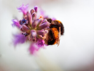 Hard Working close up bumblebee at Lavender in bokeh style
