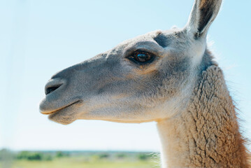 Obraz premium Portrait of a lama looking at the camera outdoors. Close-up of the animal's head against the blue sky, side view