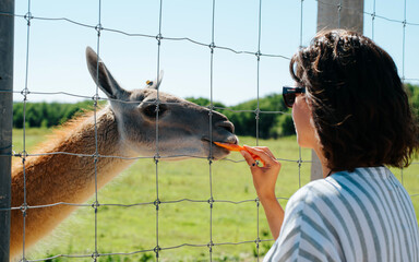 Close-up of a woman feeding a lama in a zoo farm. Young woman giving food to an animal behind a...
