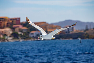 seagull ocean bird in mediterranean ocean sea flying in summer