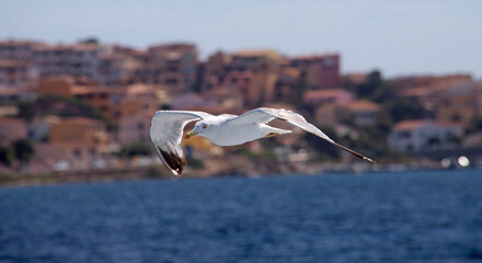 seagull ocean bird in mediterranean ocean sea flying in summer