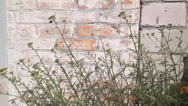 Flowering yarrow stems on a background of brick wall