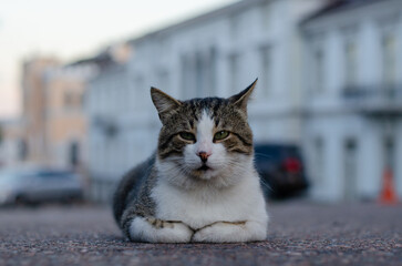 Spotted street cat walks. Yard abandoned cat looks at people. Pedigree pet. Homeless animal.