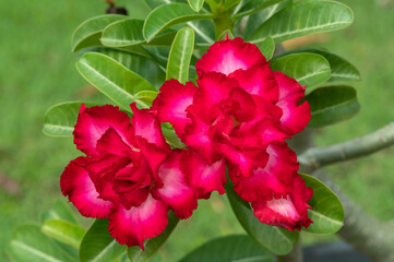 red adenium flower in the garden