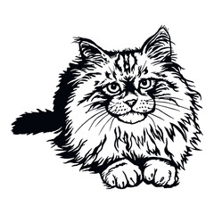 Siberian Cat, Peeking kitten - Funny kitty isolated on white - vector stock