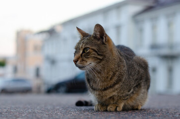 Spotted street cat walks. Yard abandoned cat looks at people. Pedigree pet. Homeless animal.