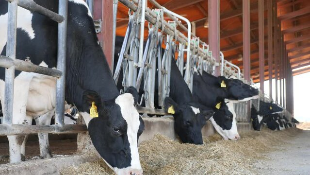 Farm cowshed with black and white cows at summer sunny day 
