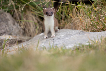 The stoat or short-tailed weasel (Mustela erminea), also known as the Eurasian ermine, Beringian ermine, or simply ermine, is a mustelid native to Eurasia and the northern portions of North America.  - 531599379