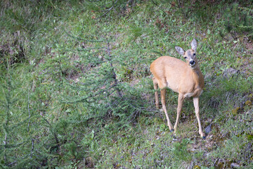 The roe deer (Capreolus capreolus), also known as the roe, western roe deer, or European roe, is a species of deer. The male of the species is sometimes referred to as a roebuck. - 531599510