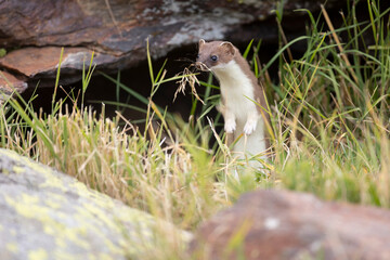 The stoat or short-tailed weasel (Mustela erminea), also known as the Eurasian ermine, Beringian ermine, or simply ermine, is a mustelid native to Eurasia and the northern portions of North America.  - 531599523