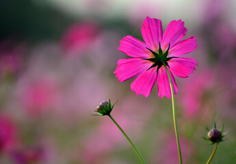 コスモス