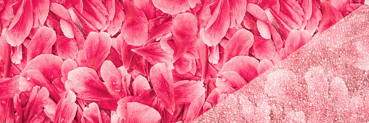 Background texture of festive delicate pink red rose peony petals. Full frame bright backdrop for...
