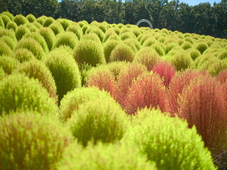 万博記念公園のコキア