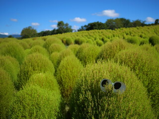 万博記念公園のコキア