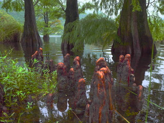 藺牟田池の落羽松