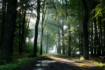 Leśna droga z nadchodzącą jesienią - obrazy, fototapety, plakaty
