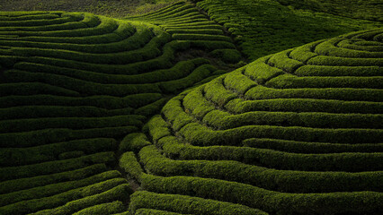 Green tea plantation with beautiful light