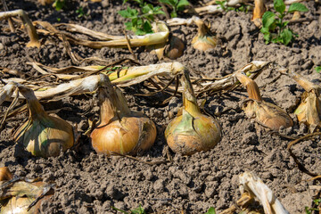 Growing onions on an organic farm. Ripe large ripe bulbs in the garden.