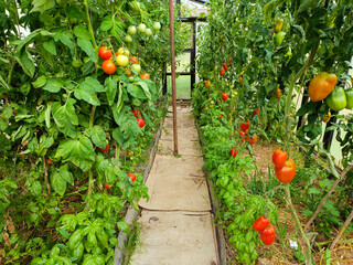 A greenhouse with a lot of ripening colorful organic tomatoes
