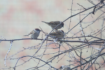 A flock of sparrows on the branches of a tree on nature