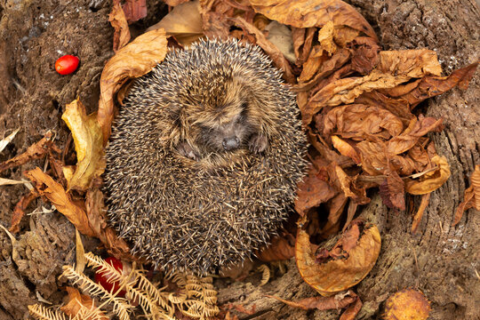Hedgehog, Scientific name: Erinaceus Europaeus. Close-up of a wild, native, European hedgehog in Autumn curled up and fast asleep in golden syscamore leaves and ferns. Horizontal.  Space for copy.