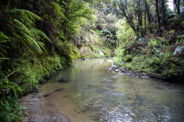 stream in the forest