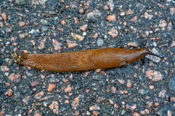 Spanish slug Arion vulgaris on dark wet tarmac