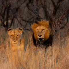 Obraz na płótnie Canvas Mating pair of lions in golden light
