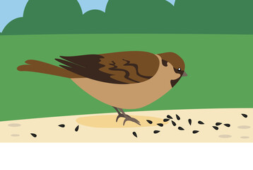Sparrow pecks seeds on the ground in the park