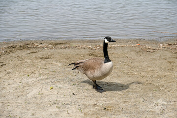 Canada goose on the beach