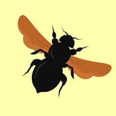 black beetle with brown wings