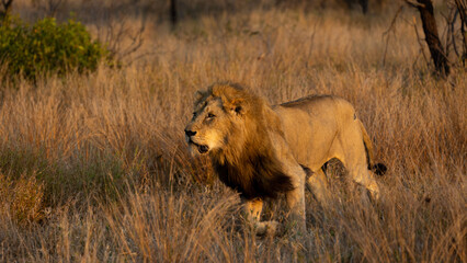 Big male lion with black mane