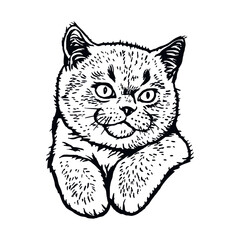 Persian Cat, Peeking kitten - Funny kitty isolated on white - vector stock