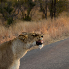 a Lioness in  golden light