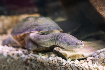 The snake-necked turtle swims in the water in search of food
