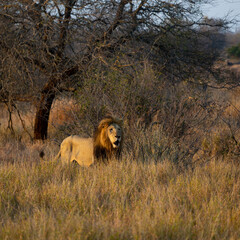 Big male lion with black mane