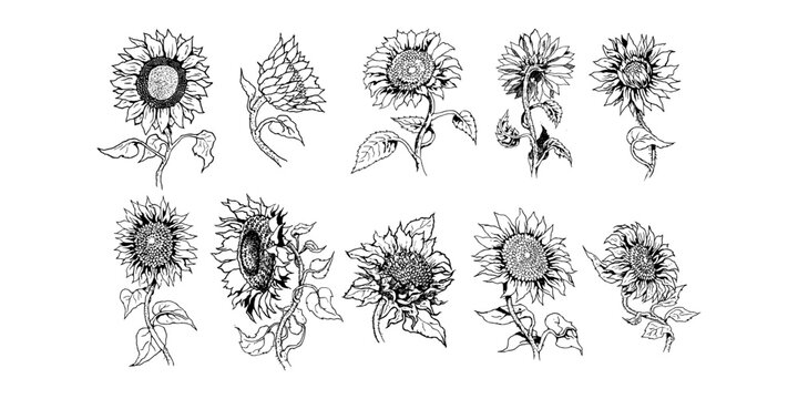 Sunflower vector set collection graphic design
