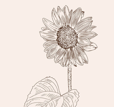 Sunflower engraving, summer blooming, ink. 