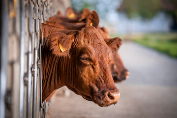 Beef cattle farming and close up view of cow head.