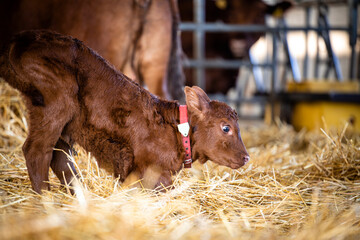 Close up view of newborn calf standing up on it's feet for the very first time. © littlewolf1989