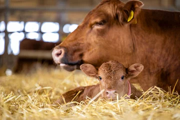 Foto op Canvas Cow and newborn calf lying in straw at cattle farm. Domestic animals husbandry and reproduction. © littlewolf1989