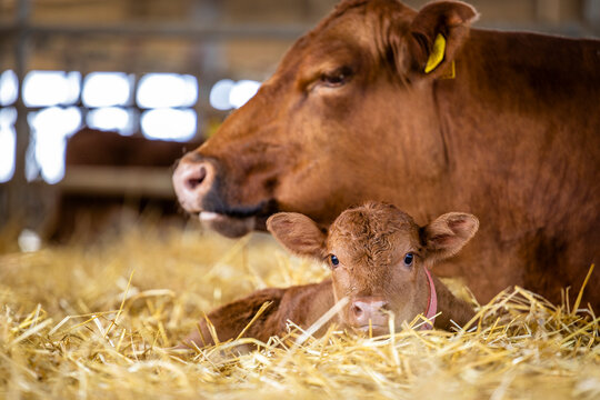 Cow and newborn calf lying in straw at cattle farm. Domestic animals husbandry and reproduction.