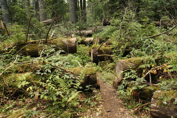 old path throught forest after cleaning