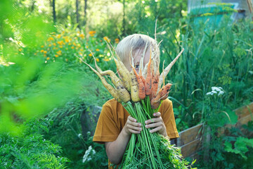 Cute child boy looks out from behind an armful of fresh harvested colorful carrots from home...