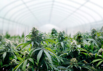 Growing Marijuana and Cannabis. Medical and Recreational Marijuana grow room or indoor pot farm.